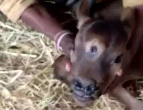 Rare calf born with three eyes and four nostrils as people queue up to worship cow
