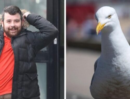 Man Jailed For 16 Months For Using Seagull As A Weapon To Hit A Stranger In Brutal Attack
